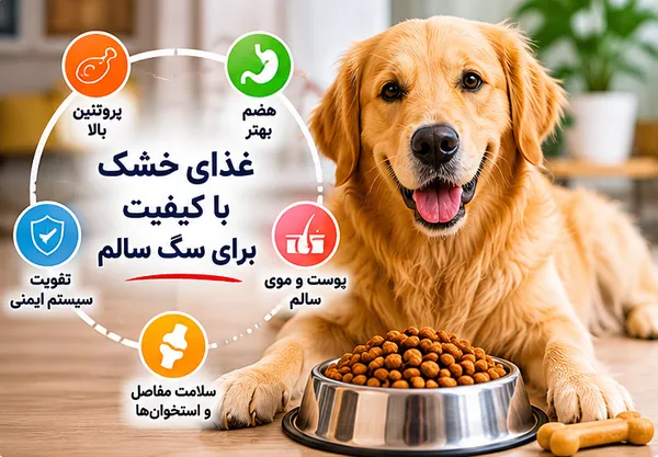 سگ در حال خوردن غذای خشک باکیفیت و کامل